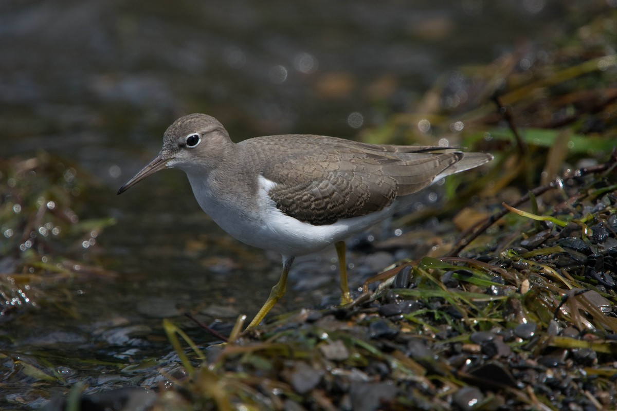Spotted Sandpiper - Louis Lemay