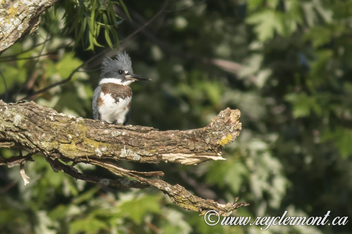 Belted Kingfisher - Rey Clermont