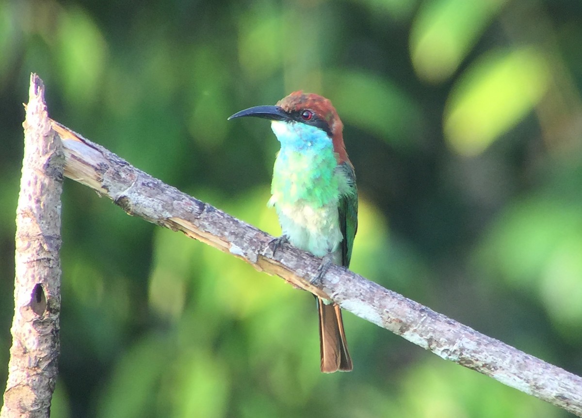 Blue-throated Bee-eater - ML64589941