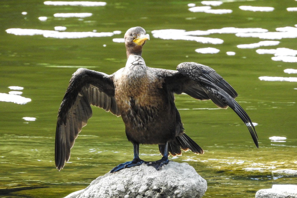 Double-crested Cormorant - Pat Hare
