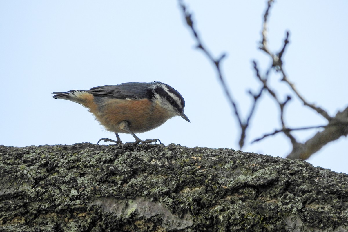 Red-breasted Nuthatch - Pat Hare