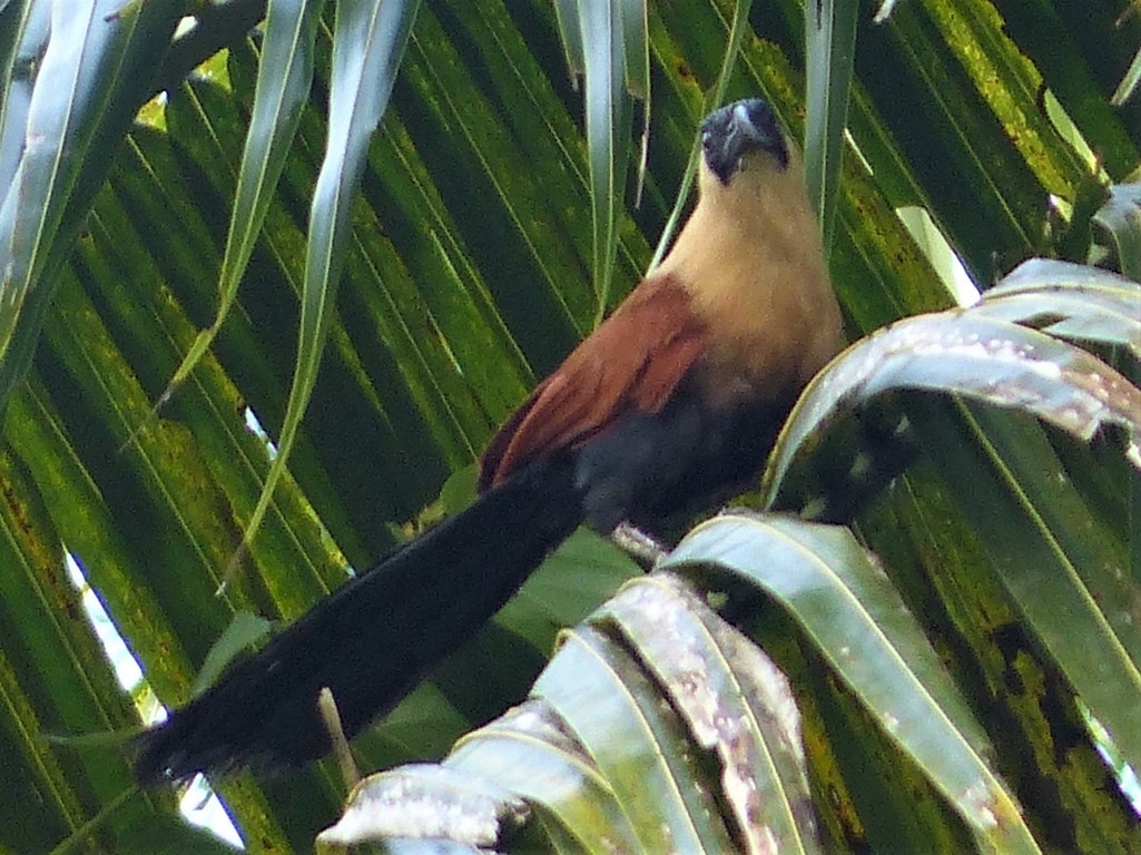 Black-faced Coucal - Gregory Laude