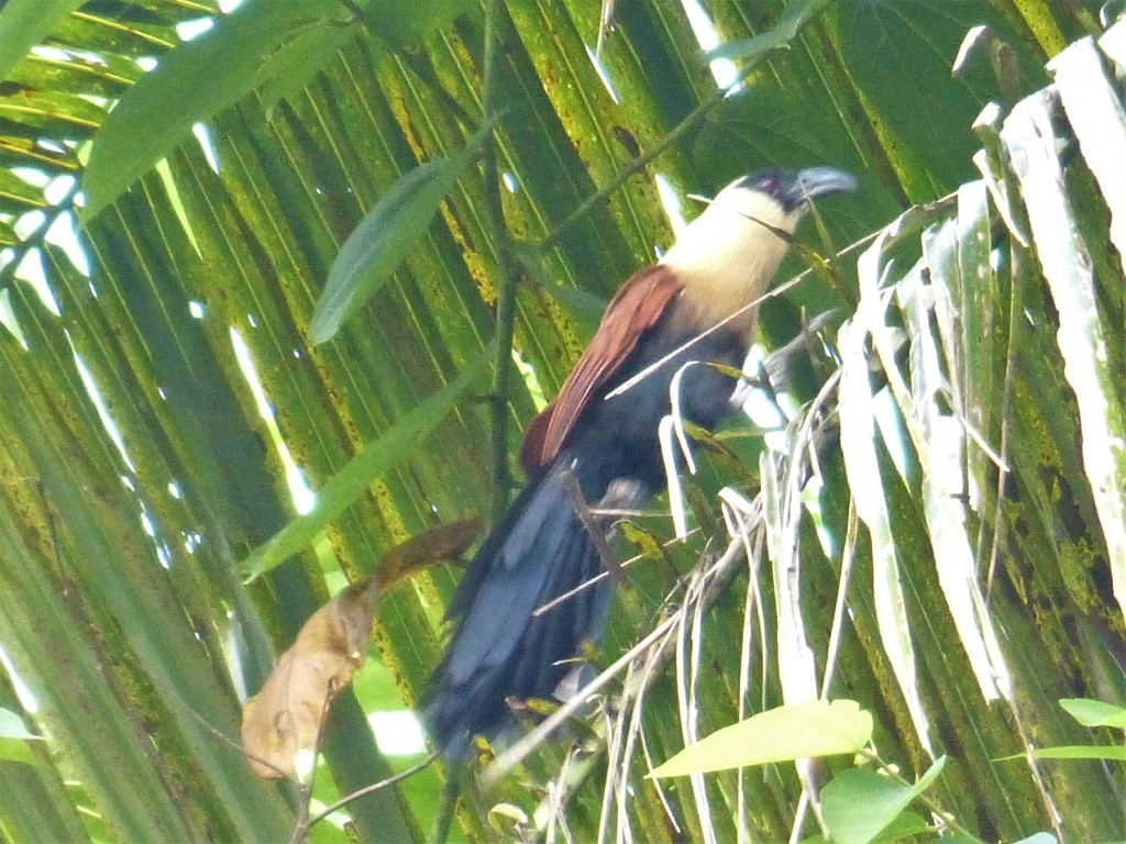 Black-faced Coucal - Gregory Laude