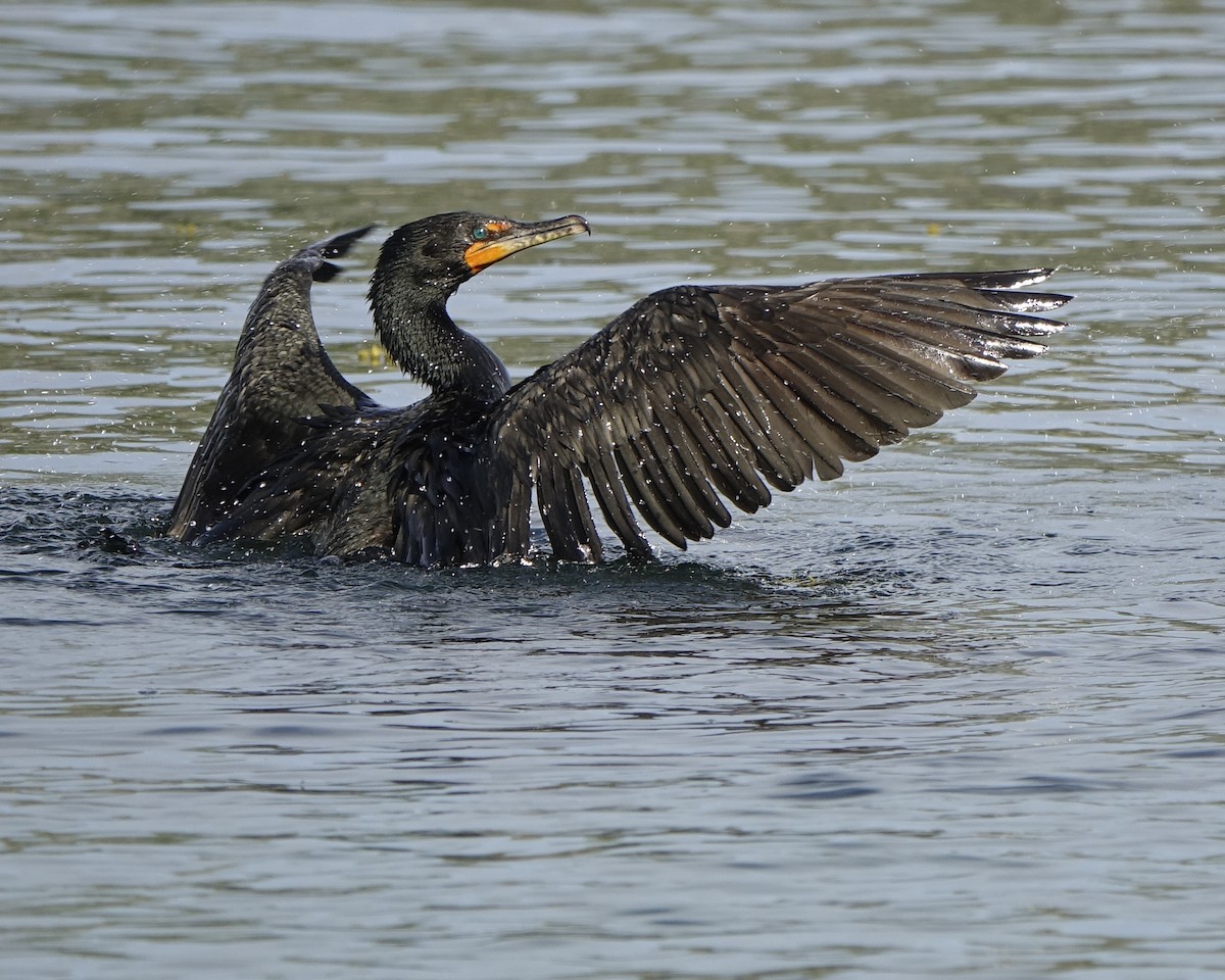 Double-crested Cormorant - Frank Marenghi