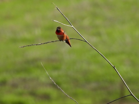 Allen's Hummingbird - Sheila Morgan-DeChellis