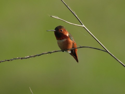 Allen's Hummingbird - Sheila Morgan-DeChellis