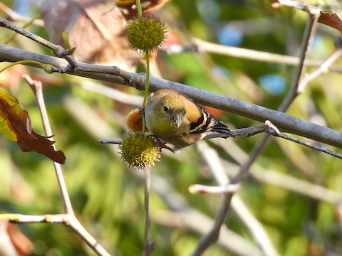 American Goldfinch - Sheila Morgan-DeChellis
