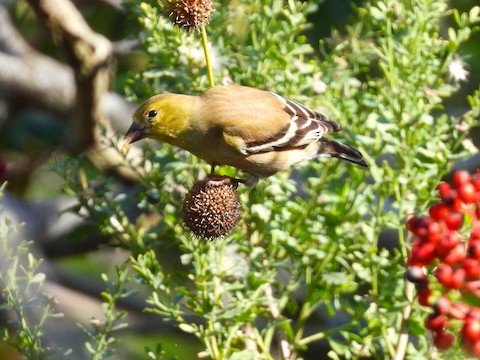 American Goldfinch - Sheila Morgan-DeChellis