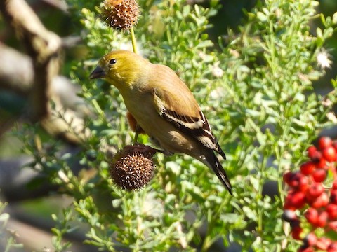 American Goldfinch - Sheila Morgan-DeChellis