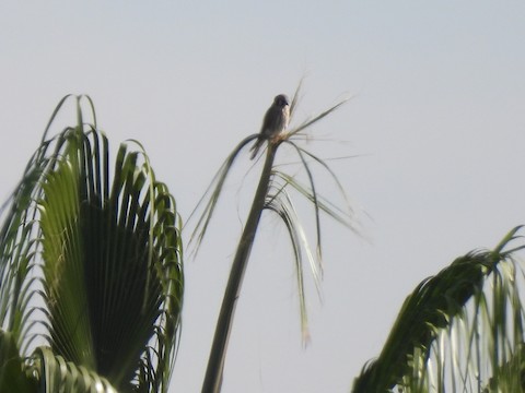 American Kestrel - Sheila Morgan-DeChellis