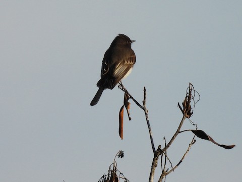 Black Phoebe - Sheila Morgan-DeChellis