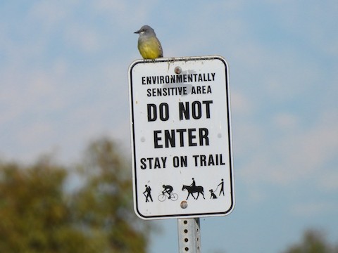Cassin's Kingbird - Sheila Morgan-DeChellis