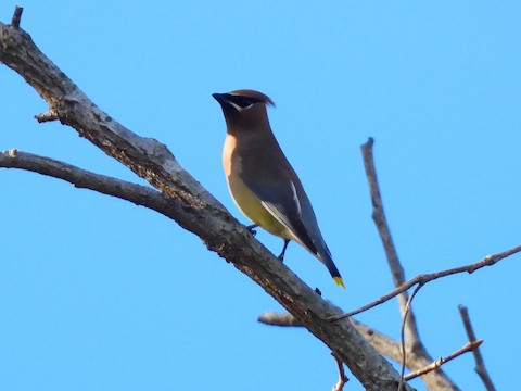 Cedar Waxwing - Sheila Morgan-DeChellis