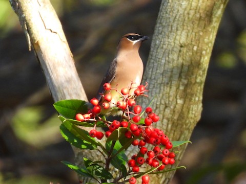 Cedar Waxwing - Sheila Morgan-DeChellis