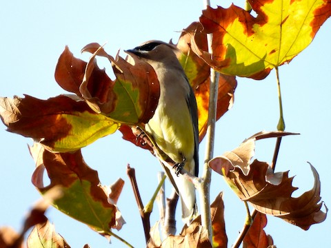 Cedar Waxwing - Sheila Morgan-DeChellis