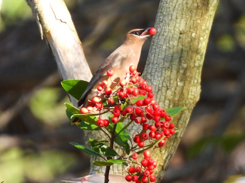 Cedar Waxwing - Sheila Morgan-DeChellis