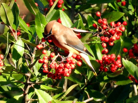 Cedar Waxwing - Sheila Morgan-DeChellis