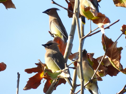 Cedar Waxwing - Sheila Morgan-DeChellis