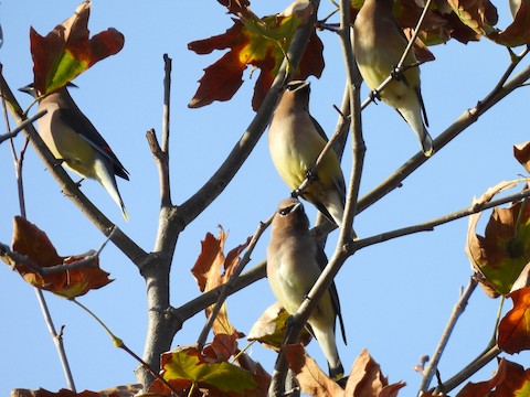 Cedar Waxwing - Sheila Morgan-DeChellis