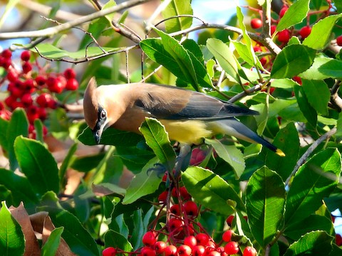 Cedar Waxwing - Sheila Morgan-DeChellis