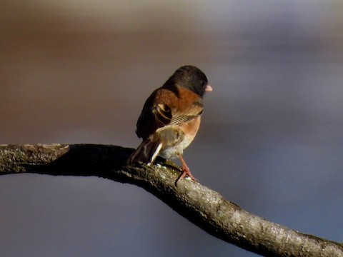 Dark-eyed Junco - Sheila Morgan-DeChellis