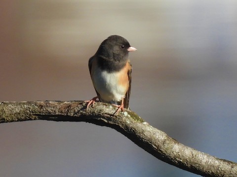 Dark-eyed Junco - Sheila Morgan-DeChellis