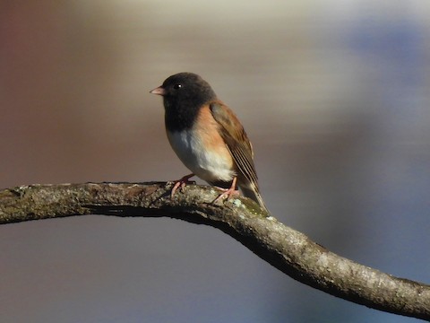 Dark-eyed Junco - Sheila Morgan-DeChellis
