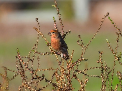 House Finch - Sheila Morgan-DeChellis