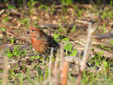 House Finch - Sheila Morgan-DeChellis