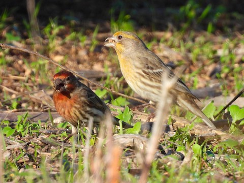 House Finch - Sheila Morgan-DeChellis