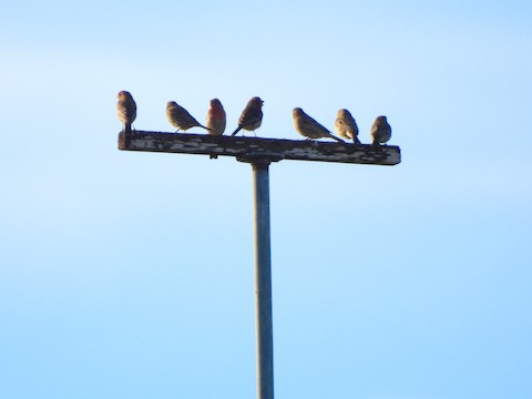 House Finch - Sheila Morgan-DeChellis