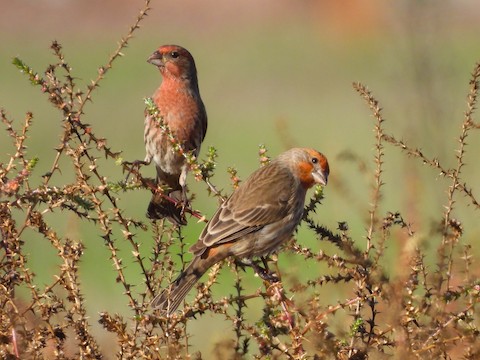 House Finch - Sheila Morgan-DeChellis