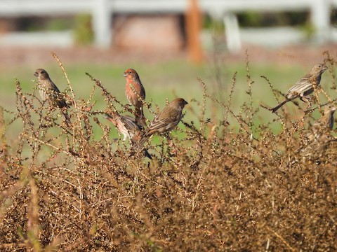 House Finch - Sheila Morgan-DeChellis