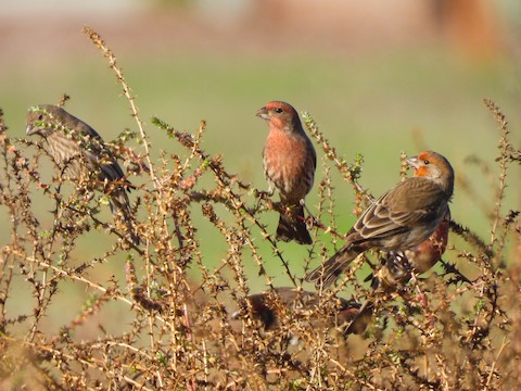 House Finch - Sheila Morgan-DeChellis