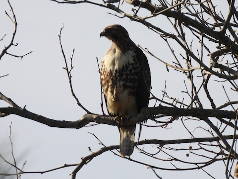 Red-tailed Hawk - Sheila Morgan-DeChellis