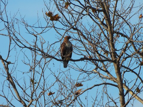 Red-tailed Hawk - Sheila Morgan-DeChellis