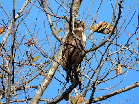 Red-tailed Hawk - Sheila Morgan-DeChellis