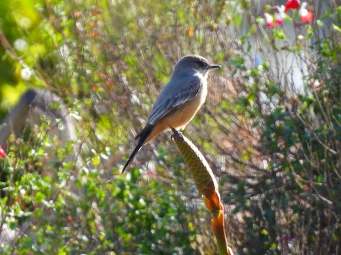 Say's Phoebe - Sheila Morgan-DeChellis