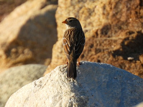 White-crowned Sparrow - Sheila Morgan-DeChellis