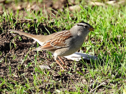 White-crowned Sparrow - Sheila Morgan-DeChellis