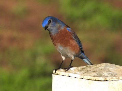 Western Bluebird - Sheila Morgan-DeChellis