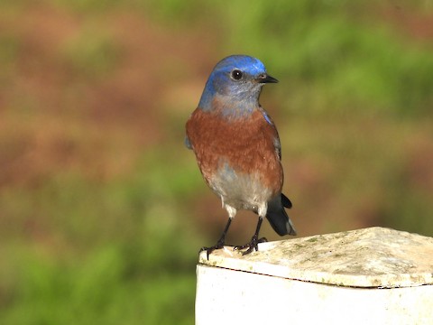 Western Bluebird - Sheila Morgan-DeChellis