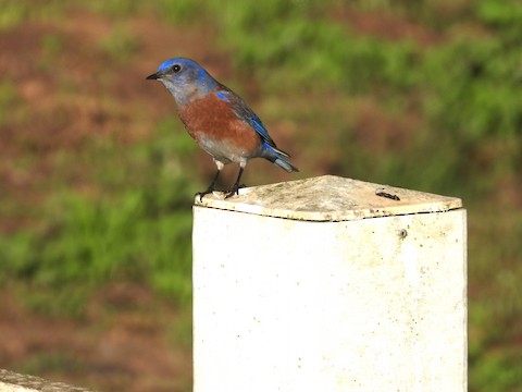 Western Bluebird - Sheila Morgan-DeChellis