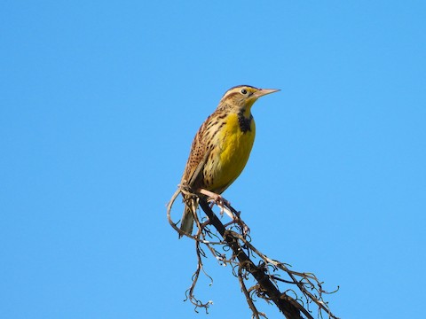 Western Meadowlark - Sheila Morgan-DeChellis
