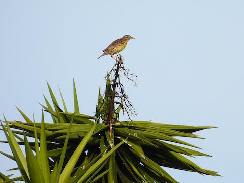 Western Meadowlark - Sheila Morgan-DeChellis