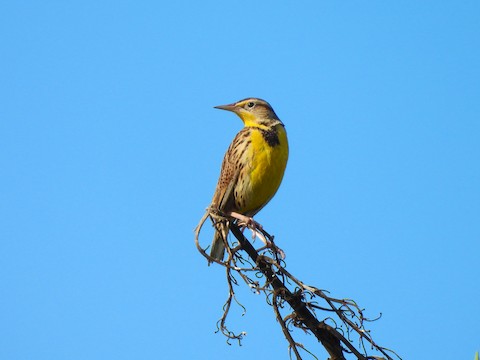 Western Meadowlark - Sheila Morgan-DeChellis