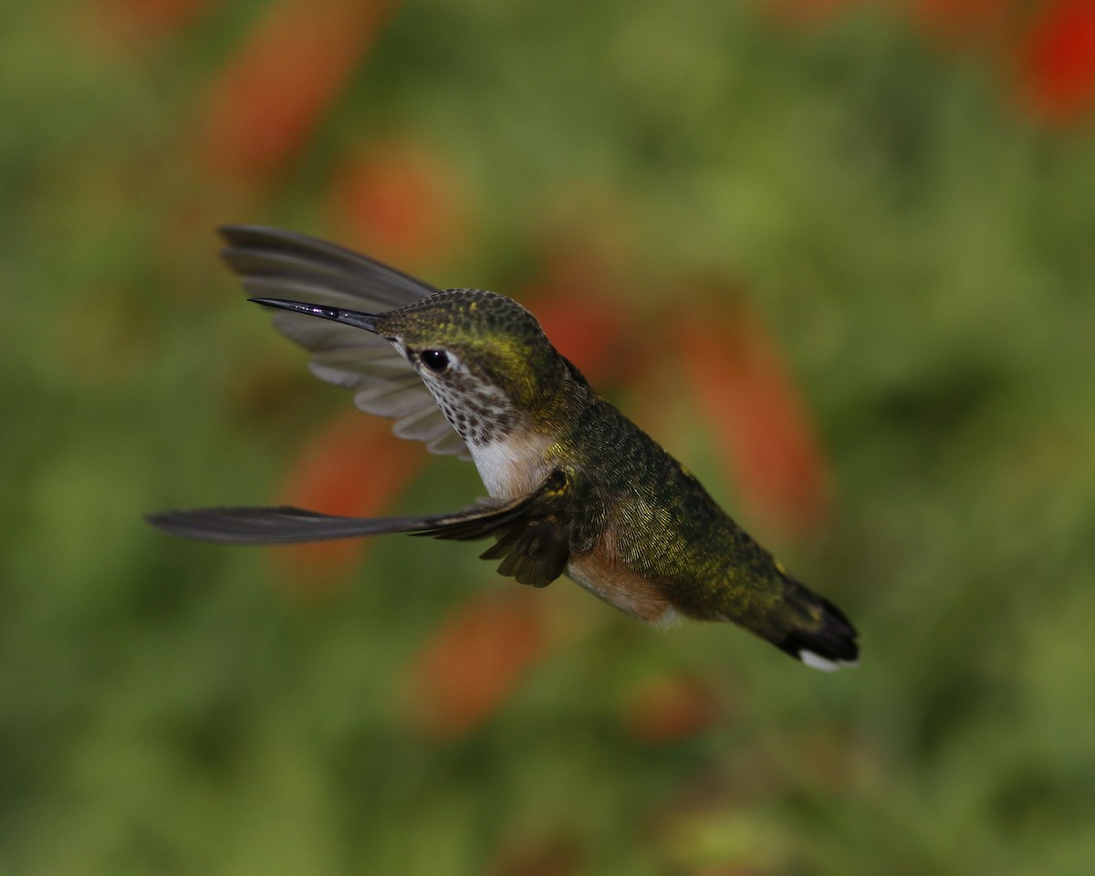 Calliope Hummingbird - ML64599701