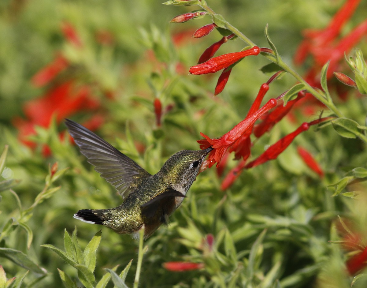 Calliope Hummingbird - ML64599711