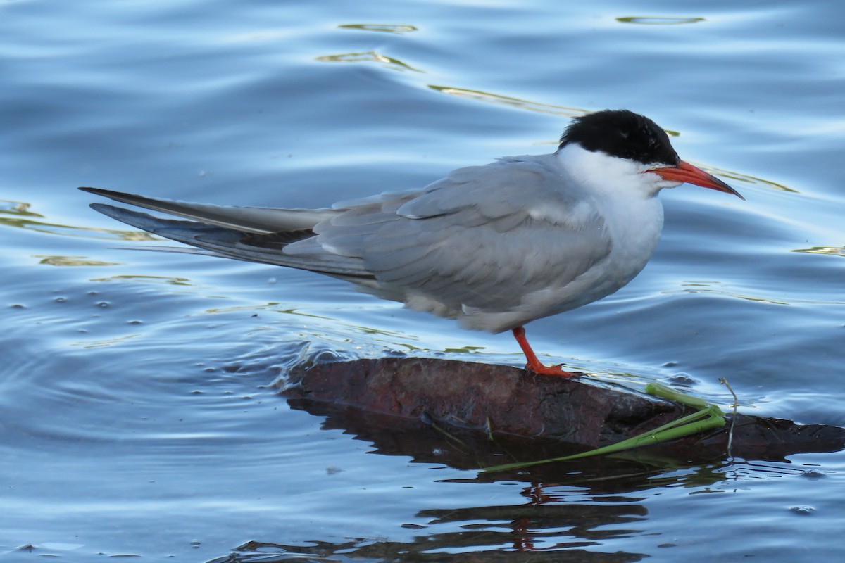 Common Tern - Curtis Mahon