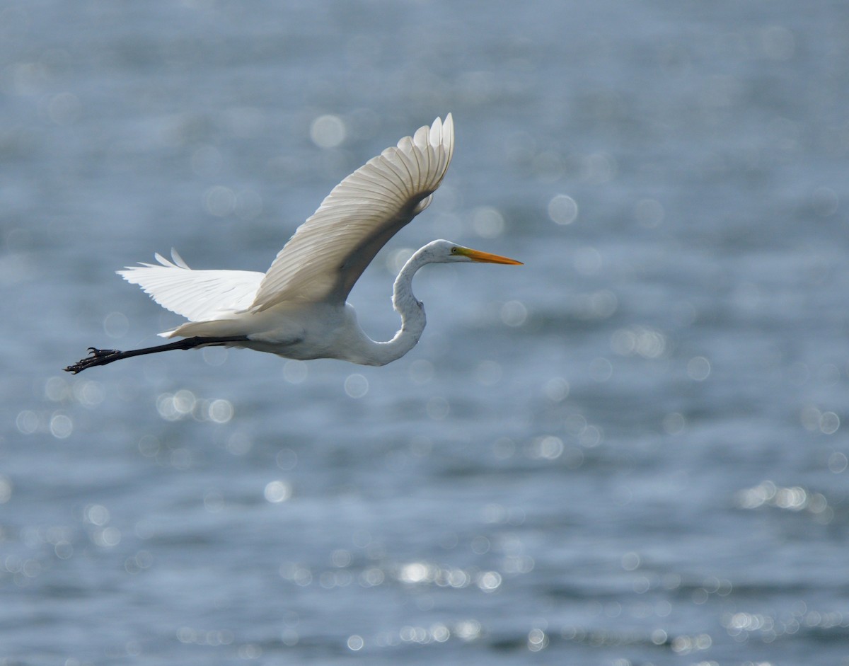 Great Egret - lucas valderas